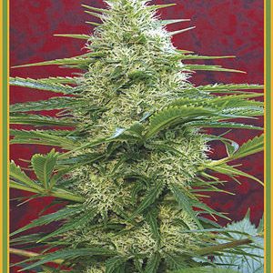 Satori Feminised Cannabis Seeds